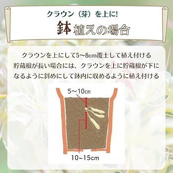 Amazon.co.jp: アルストロメリア スポットレス ミックス 球根 4